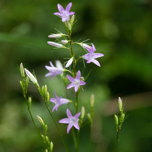 Rapunzel Glockenblume
