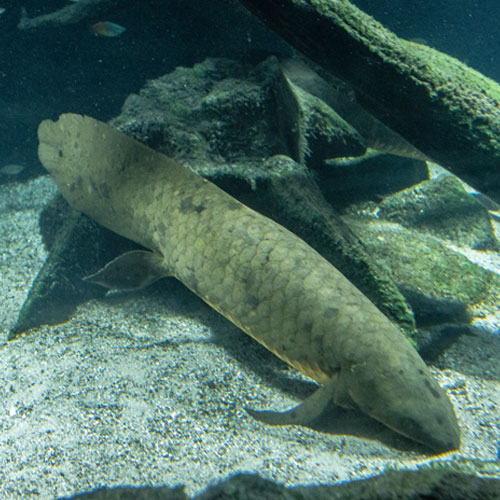 Bunter Prachtkärpfling