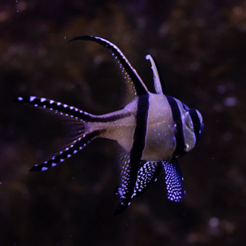 Fische