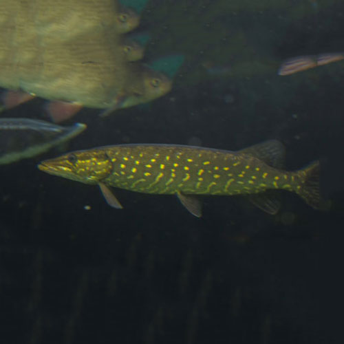 Actinopterygii