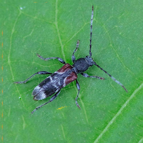 Käfer