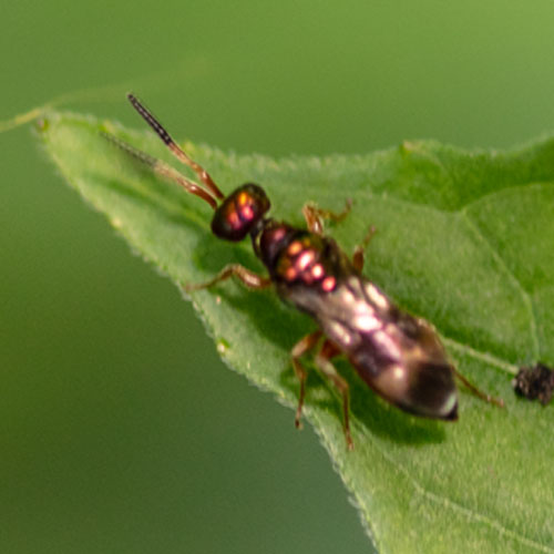 Insekten