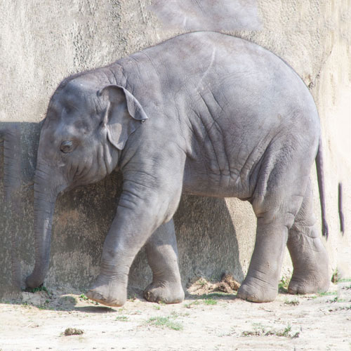 Asiatischer Elefant