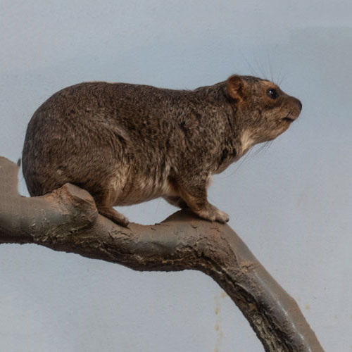 Buschschliefer