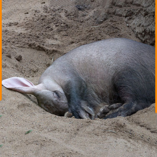 Erdferkel