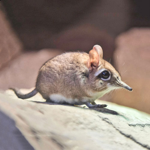 Rotbraune Elefantenspitzmaus