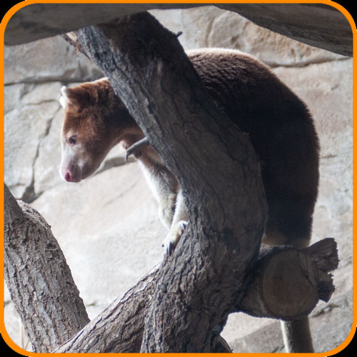 Bergkänguru