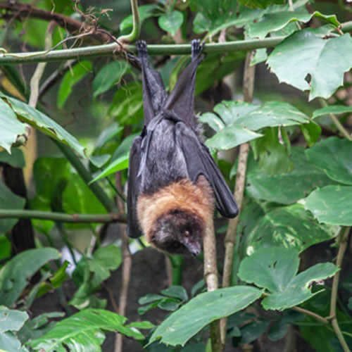 Fledertiere