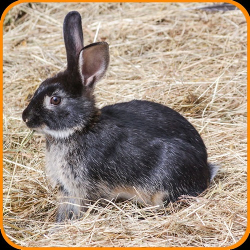 Hauskaninchen