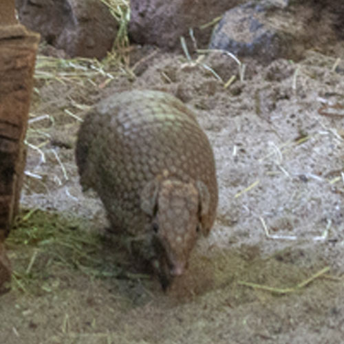 Nebengelenktiere