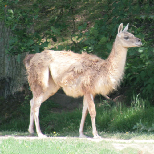 Lama