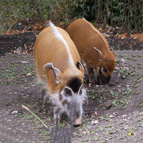 Pinselohrschwein