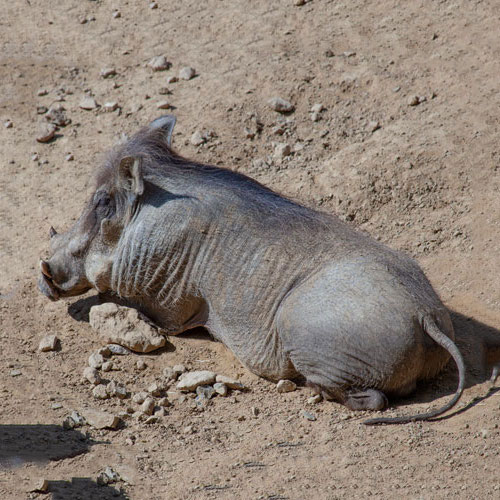 Warzenschwein