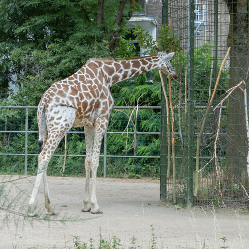 Netzgiraffe
