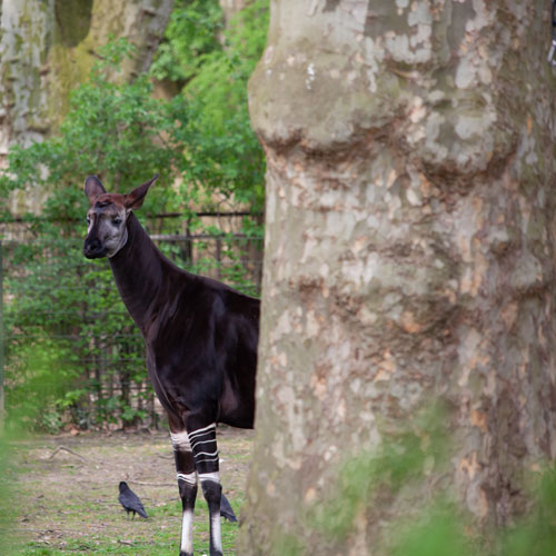 Okapi