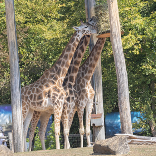 Rothschild-Giraffe