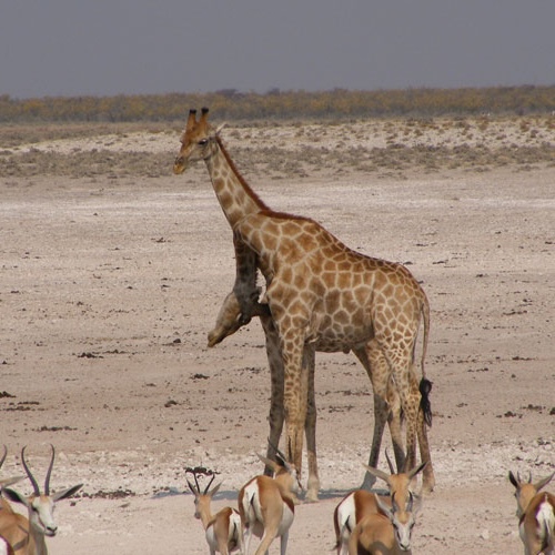 Angola-Giraffe