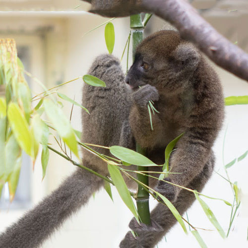 Großer Bambuslemur