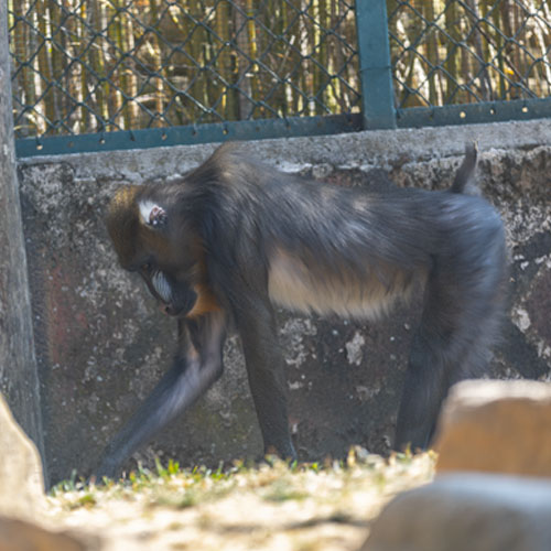 Mandrill