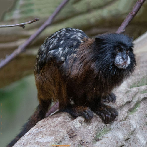 Rotschultertamarin