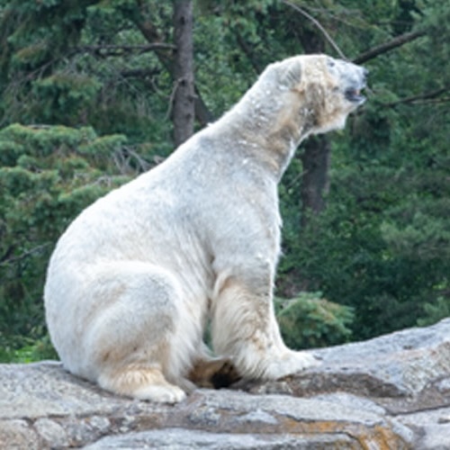 Eisbär