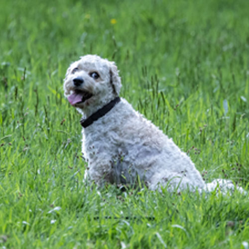 Haushund