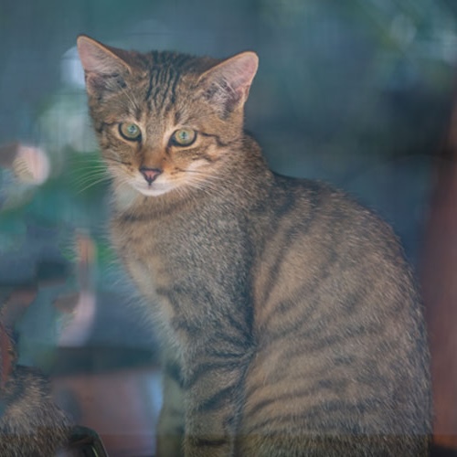Katzenartige
