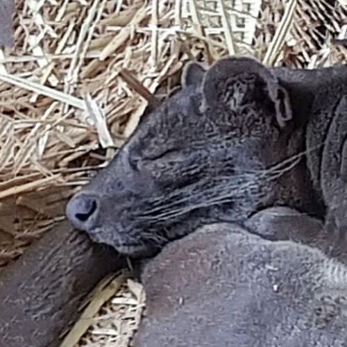 Fossa