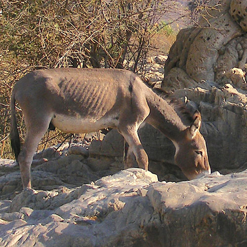 Böhm Zebra