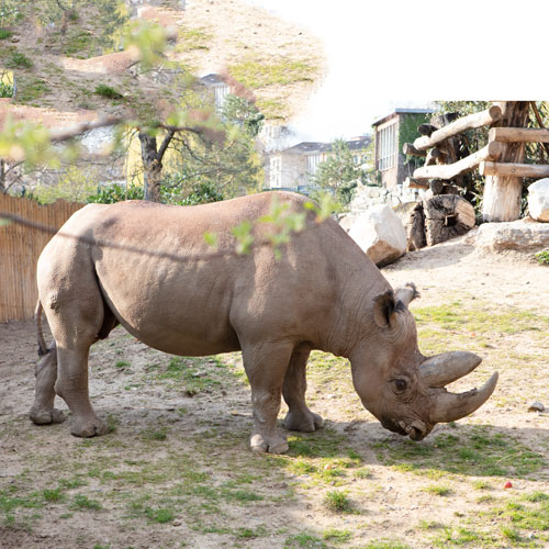 Breitmaulnashorn
