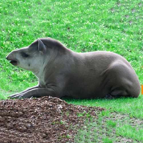 Flachlandtapir