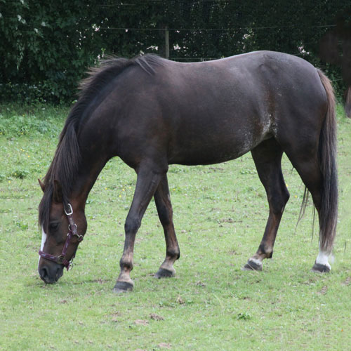 Hauspferd