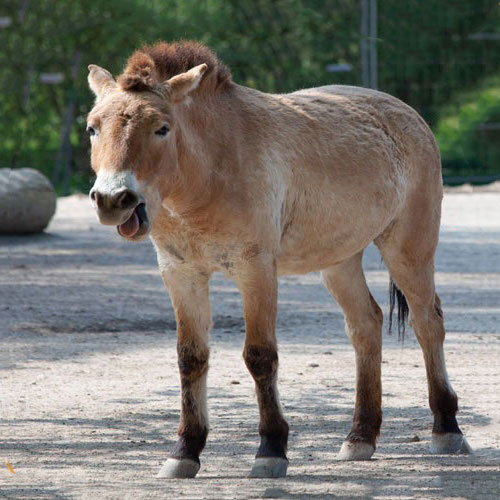Przewalski-Pferd