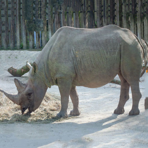 Spitzmaulnashorn