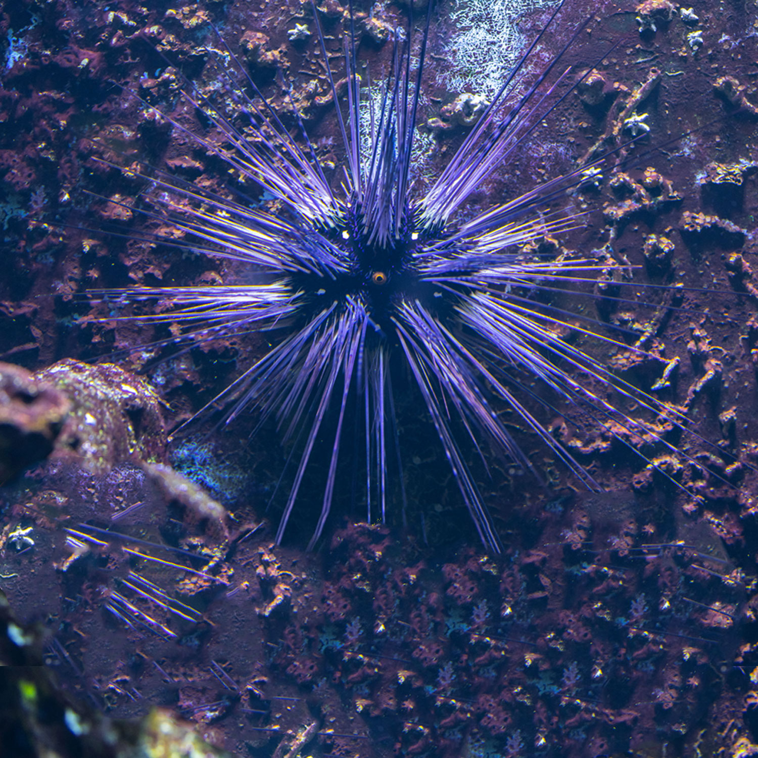 Stachelhäuter