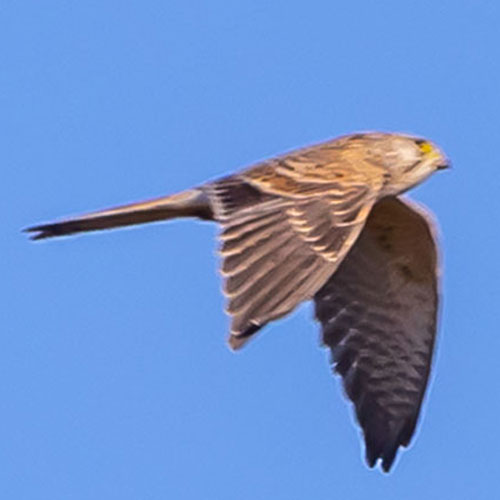 Baumfalke