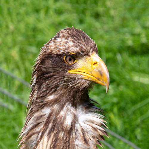 Gerfalke