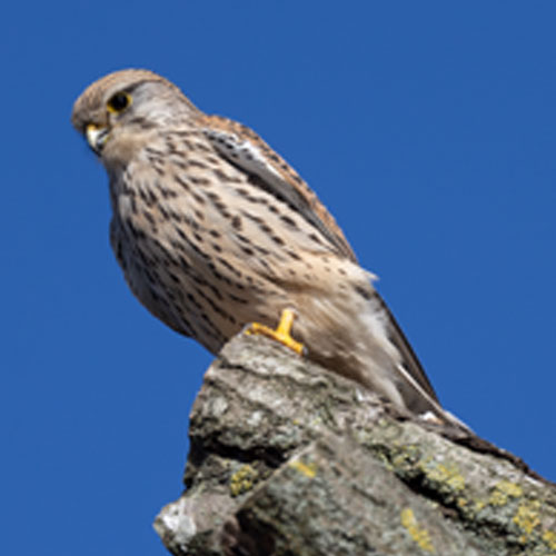 Turmfalke