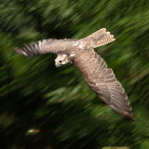 Würgfalke