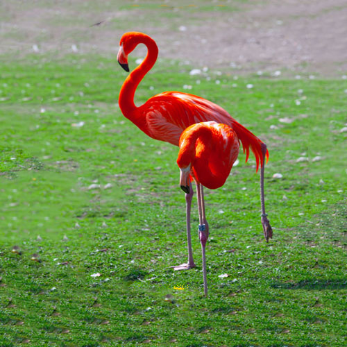 Flamingos