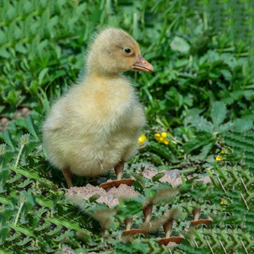 Gänse