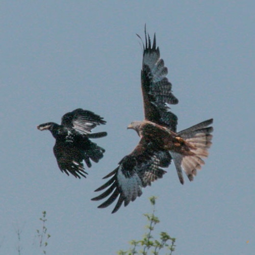Greifvögel