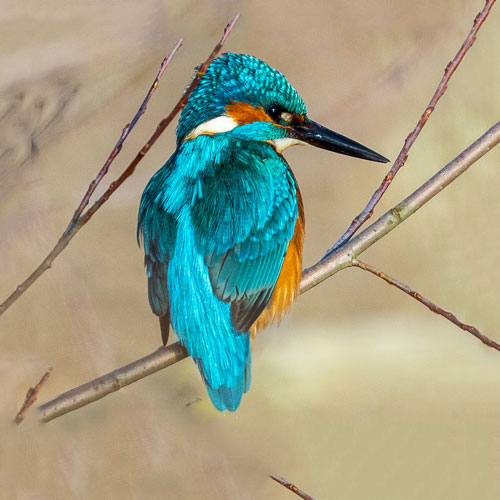 Vögel