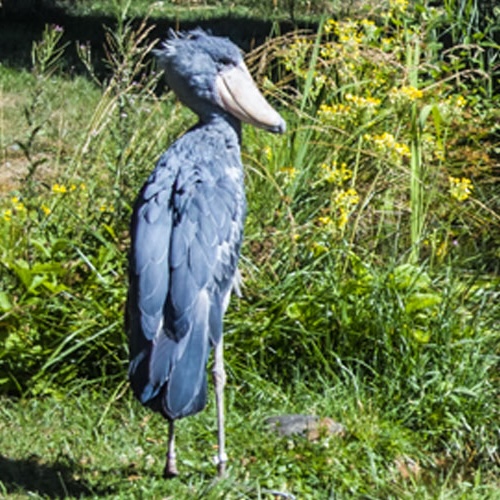 Pelikanverwandte