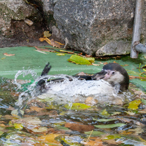 Pinguine