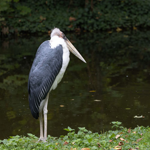 Störche